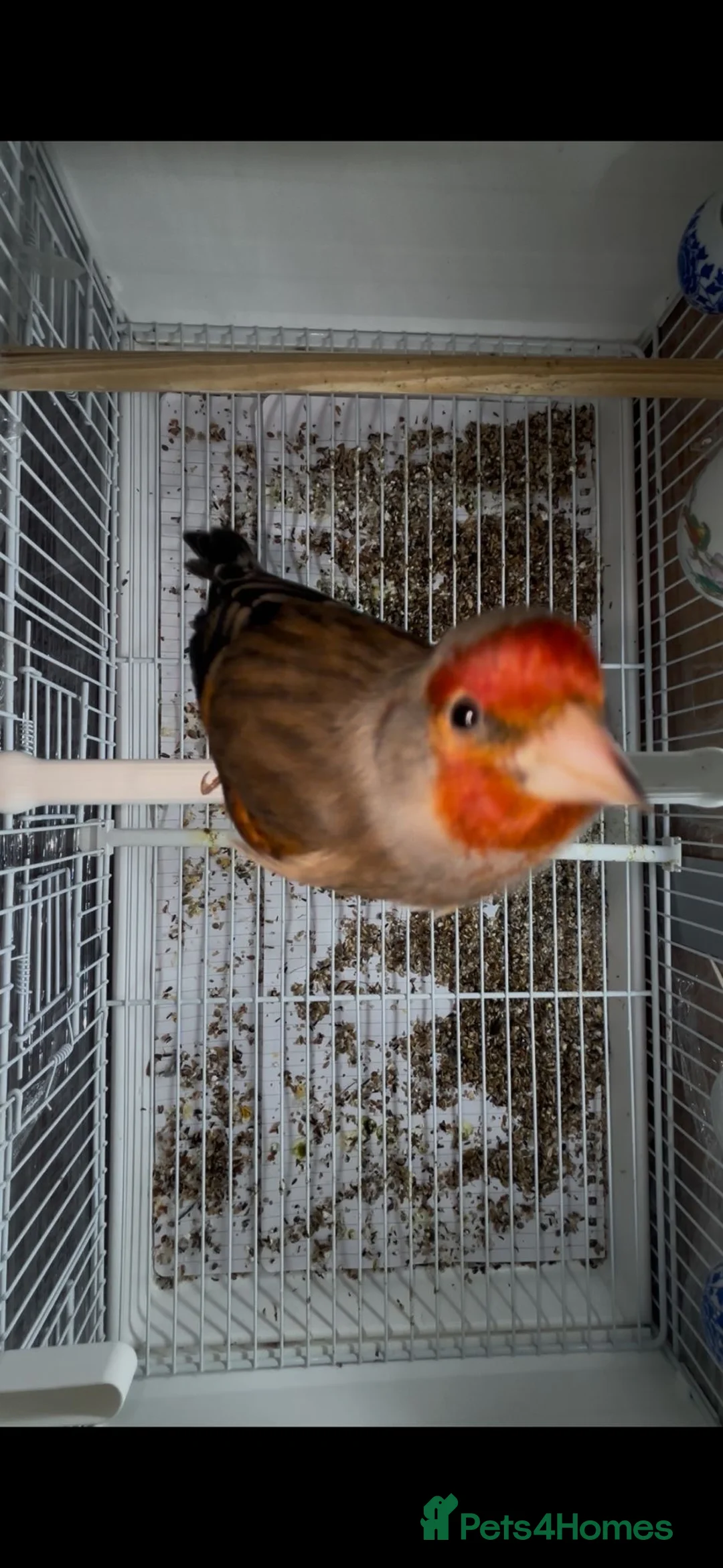 Finches birds for sale: Goldfinches mixed with Canary  - Advert 5