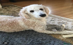 Cockapoo dogs for sale: Berdoodle 11 weeksold FULLY VACCINATED  - Image 19