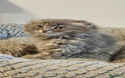 Scottish Fold cats for sale: Adorable scotish fold few straight ears kittens  - Image 5