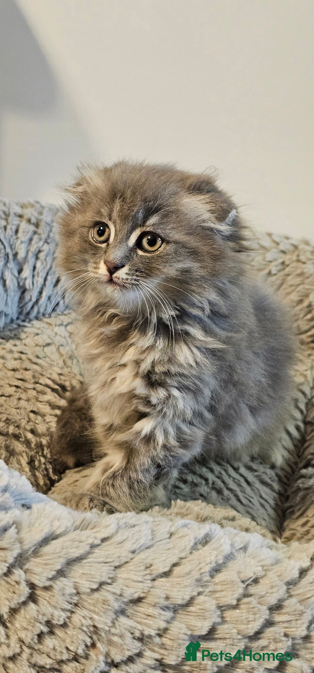 Scottish Fold cats for sale: Adorable scotish fold few straight ears kittens  - Image 5