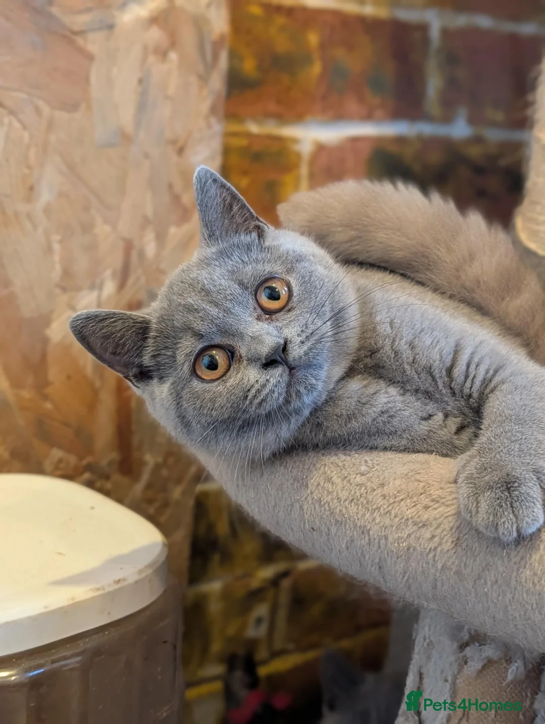 British Shorthair cats for sale: GCCF British Shorthair kittens  - Advert 2