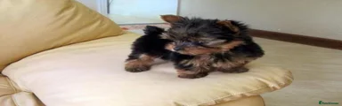 Yorkshire Terrier 2