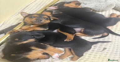 Jack Russell dogs Black and Tan Jack Russell pups  - Advert 3