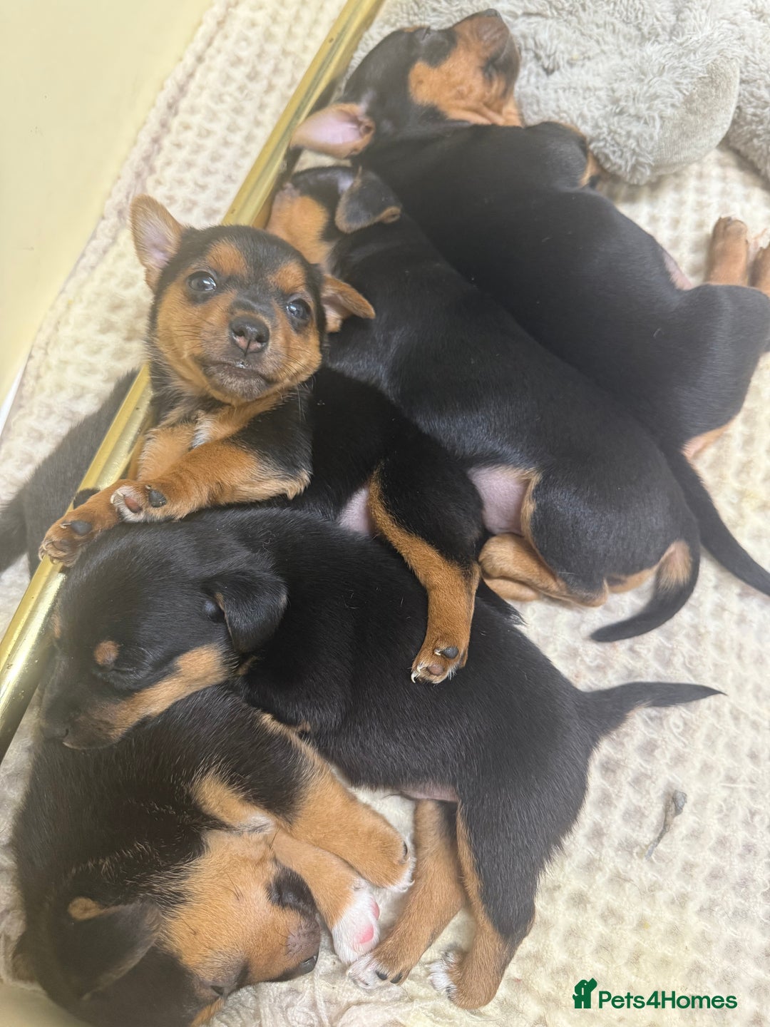 Jack Russell dogs for sale: Black and Tan Jack Russell pups  - Advert 3