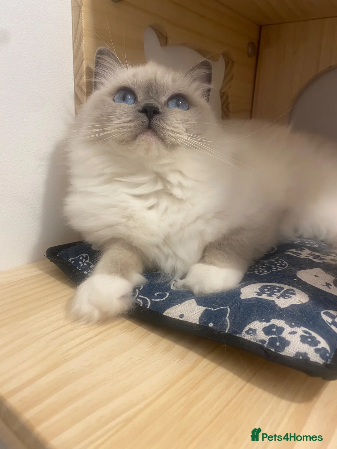 Ragdoll cats for sale: Rag doll  in Cwmbran - Advert 1