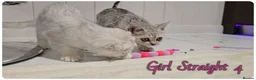 Scottish Fold cats for sale: Scottish Fold Kittens - Advert 16