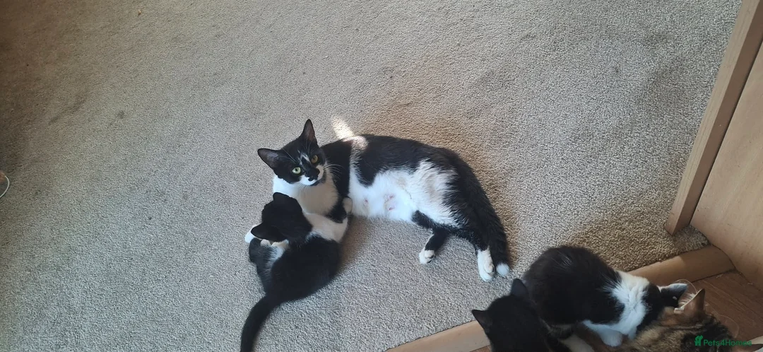 Mixed Breed cats for sale: My Four Adorable Kittens - Advert 2