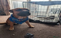 Mixed Breed dogs for sale: Duke rehome - Image 2