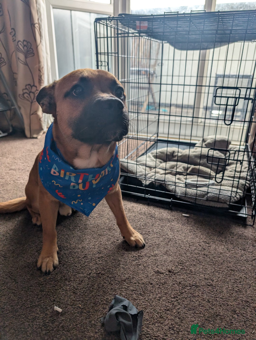 Mixed Breed dogs for sale: Duke rehome - Image 2
