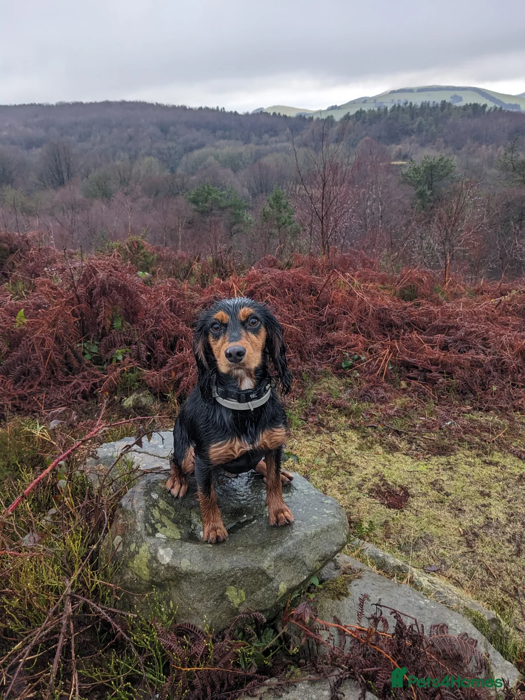 Cocker Spaniel dogs for sale: Stunning Working Cocker - Advert 5