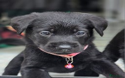 Mixed Breed dogs for sale: Sheprador Puppies - Image 20
