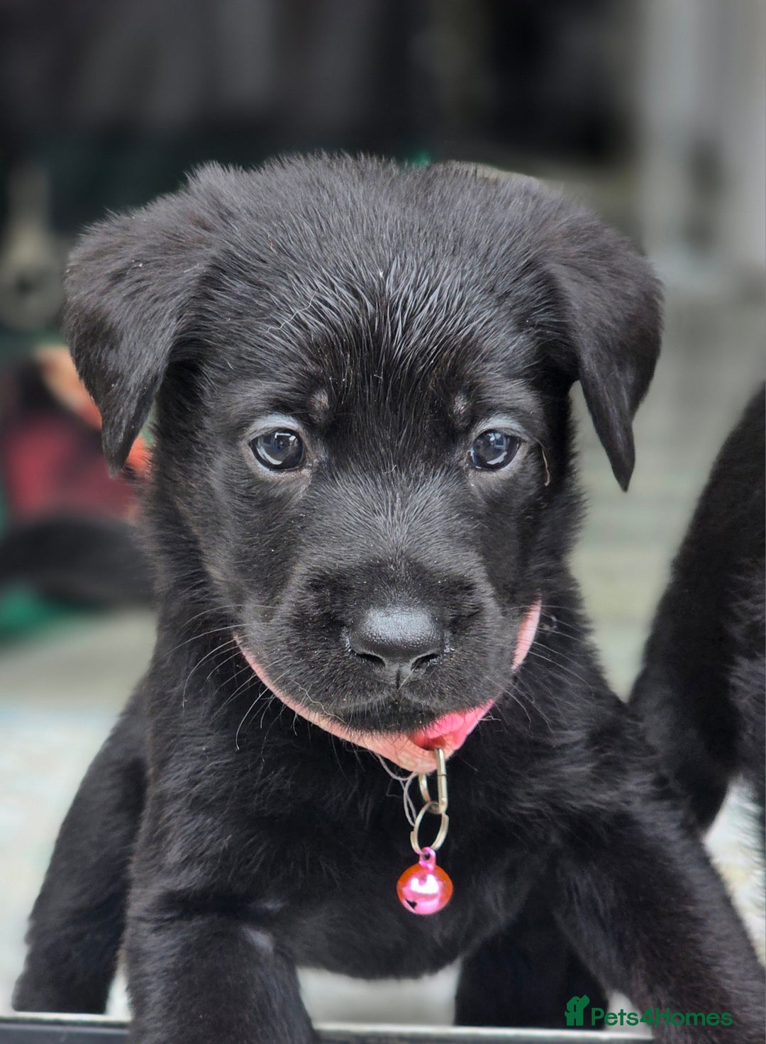 Mixed Breed dogs for sale: Sheprador Puppies - Image 20