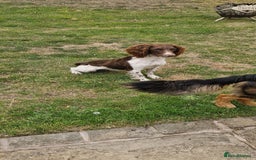 English Springer Spaniel dogs for sale: Bramble the English Springer Spaniel - Image 3