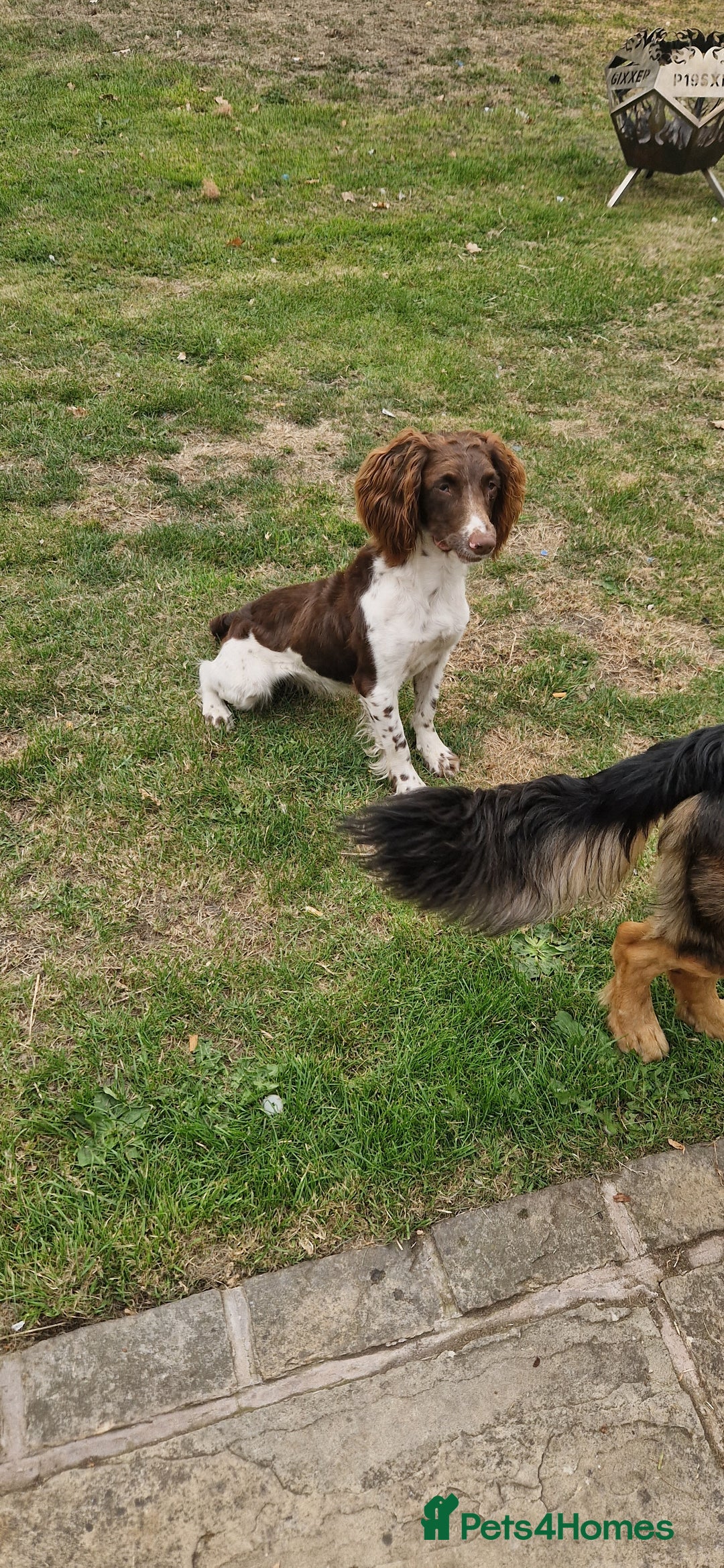 English Springer Spaniel dogs for sale: Bramble the English Springer Spaniel - Image 3