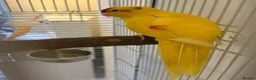 Parakeets birds for sale: 10-month-old Kakariki – Looking for a Loving Home in Birmingham - Advert 3