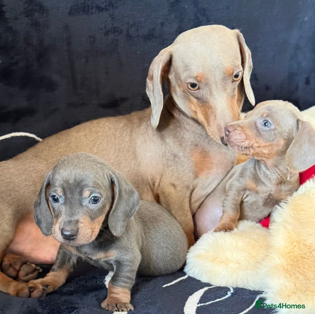Miniature Dachshund dogs for sale: Beautiful Dachshund Puppies (Males) - Advert 13
