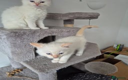 Ragdoll cats for sale: 2 pure flame point ragdolls - Advert 5