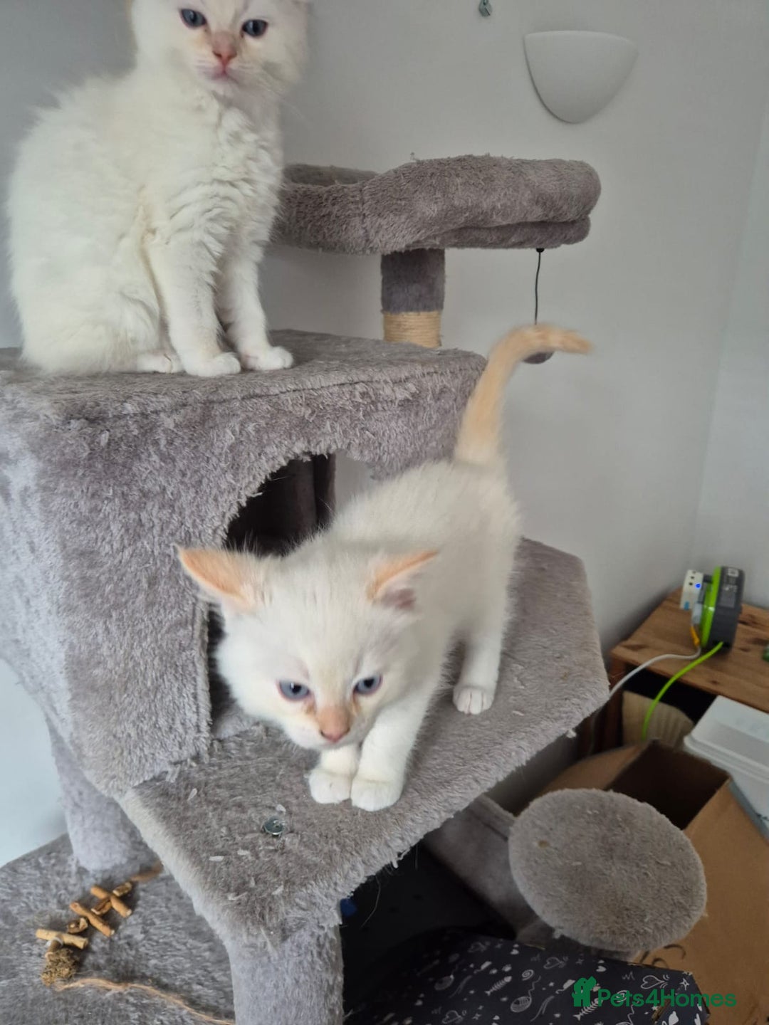 Ragdoll cats for sale: 2 pure flame point ragdolls - Advert 5
