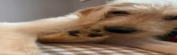 Labradoodle dogs for sale: Stunning Labradoodle puppies - Advert 15