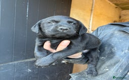 Labrador Retriever dogs for sale: Gorgeous Labrador puppies northern ireland - Image 6