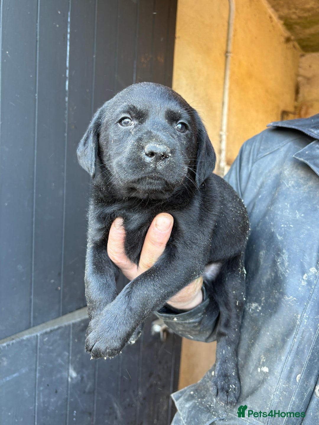 Labrador Retriever dogs for sale: Gorgeous Labrador puppies northern ireland - Image 6