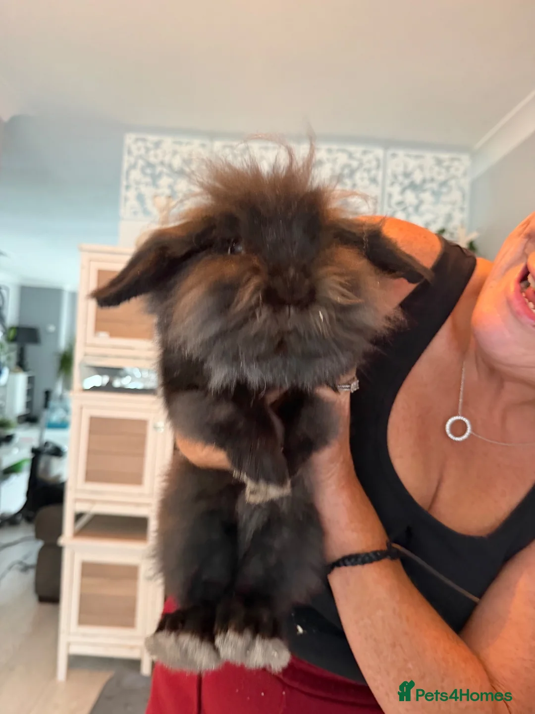Mixed Breed rabbits for sale: Sadly needing to re-home male friendly rabbit in Brighton - Advert 2