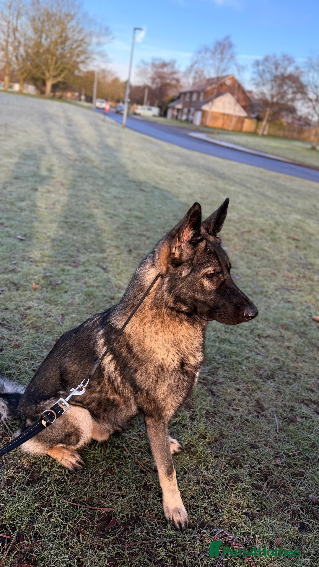 Mixed Breed dogs for sale: Incredible Belgian MalinoisxGerman shepherd pups - Advert 10