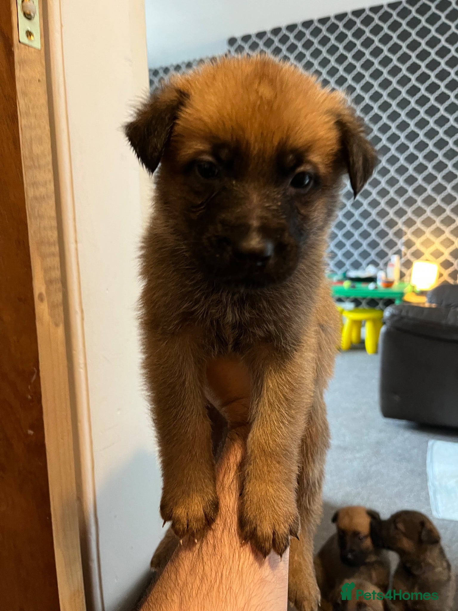 Mixed Breed dogs German Malinois - Advert 2