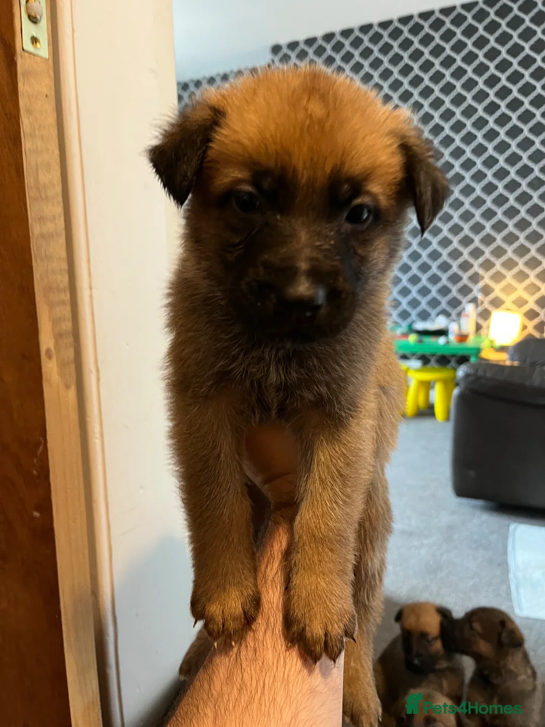 Mixed Breed dogs for sale: German Malinois - Advert 2