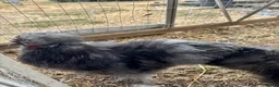 Chickens poultry for sale: Silkie Cockerels - Advert 3