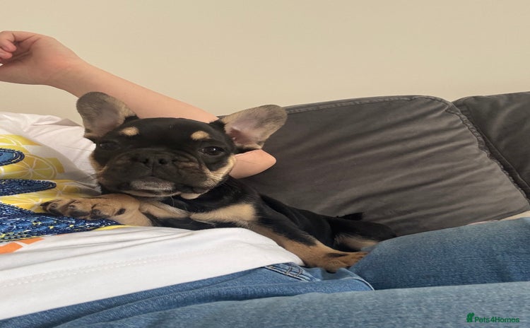 French Bulldog dogs - Advert 3