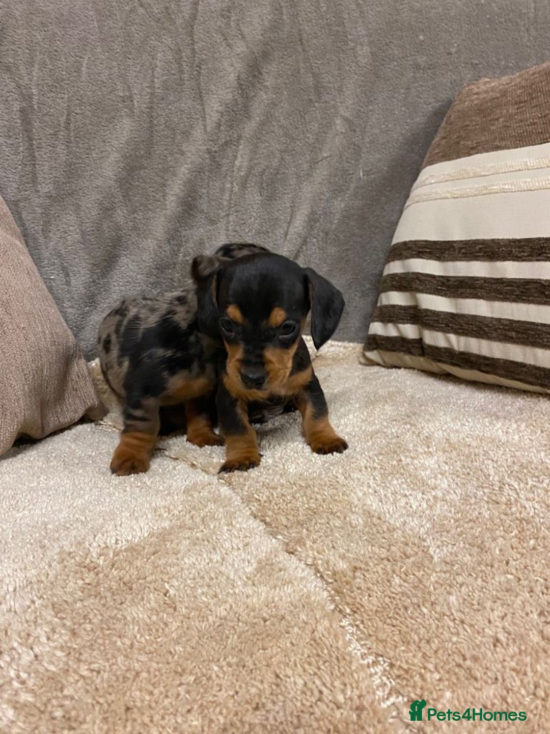 Miniature Dachshund dogs for sale: Miniature dachshund puppies for sale - Advert 3