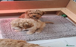 Cavapoo dogs for sale: 3 Gorgeous Cavapoo puppies - Image 2