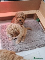 Cavapoo dogs - Advert 3