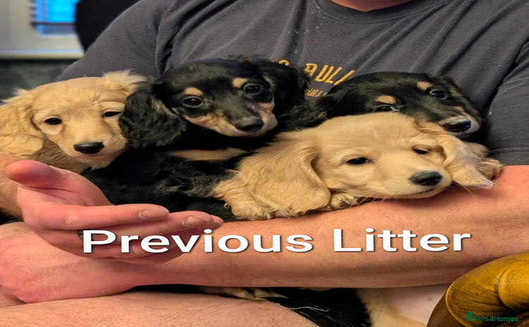 Miniature Dachshund dogs  Exquisite Long Coat Cream & Black & Tan Babies - Advert 6