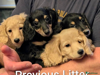 Miniature Dachshund dogs Exquisite Long Coat Cream & Black & Tan Babies - Advert 5