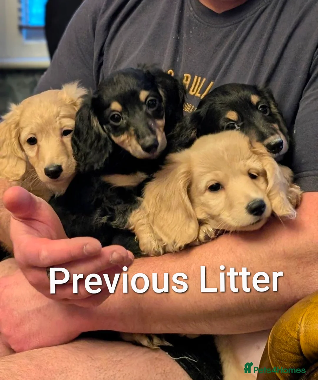 Miniature Dachshund dogs for sale:  Reduced For Last Girl Long Coat Waiting For You  - Advert 12