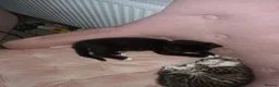 Mixed Breed cats for sale: Kitten's  in Stockport - Advert 4