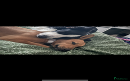 Mixed Breed dogs for sale: Collie cross pups  - Advert 26