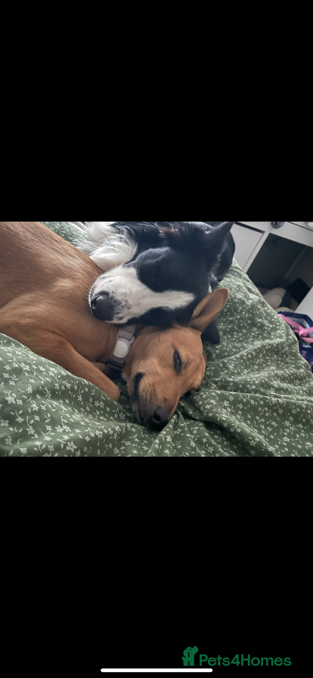 Mixed Breed dogs for sale: Collie cross pups  - Advert 26