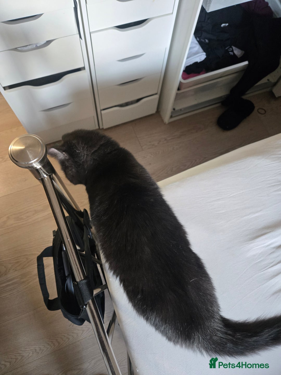 British Shorthair cats for sale: British Shorthair Black female - Advert 9