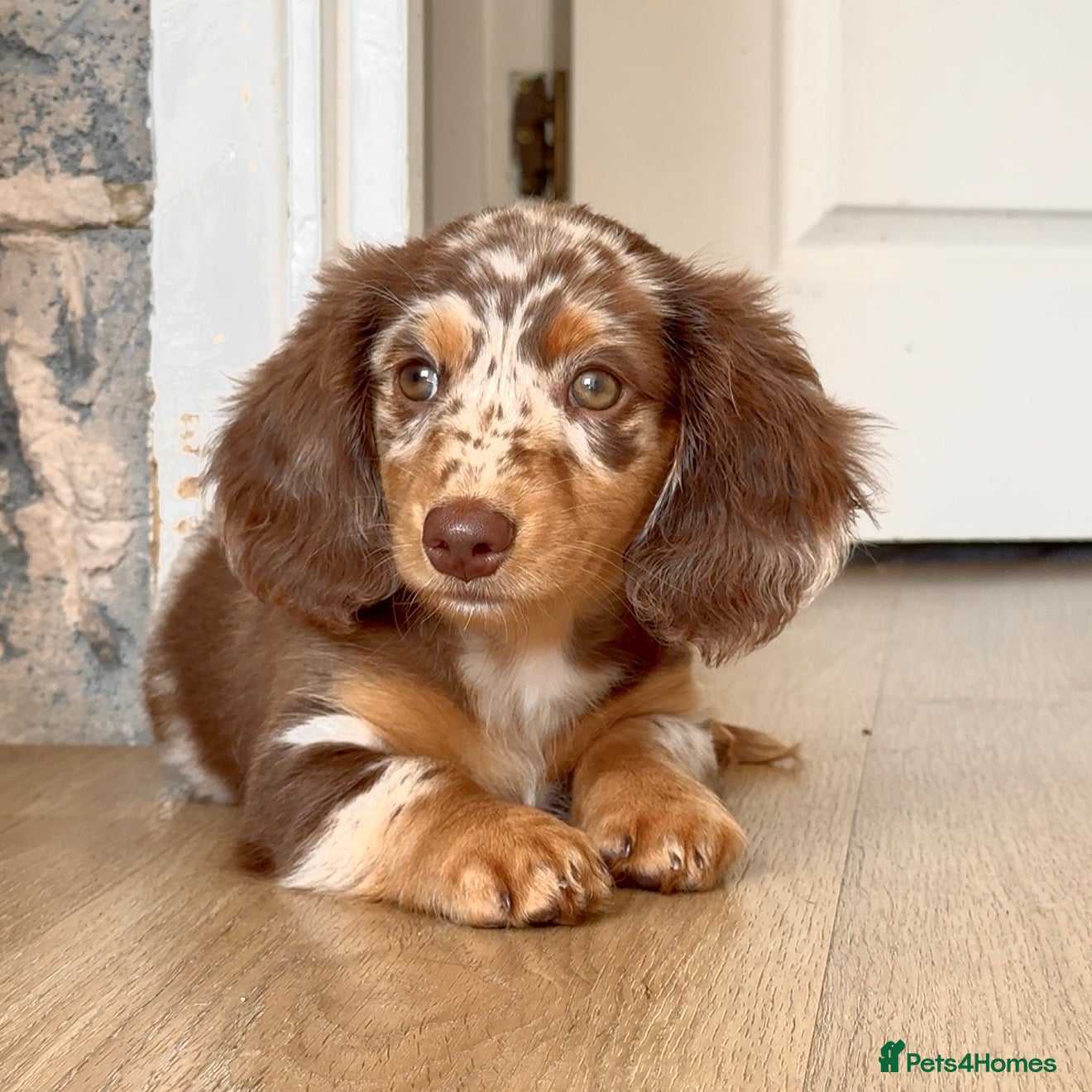 Miniature Dachshund dogs Longhaired miniature dachshund girl - Advert 1