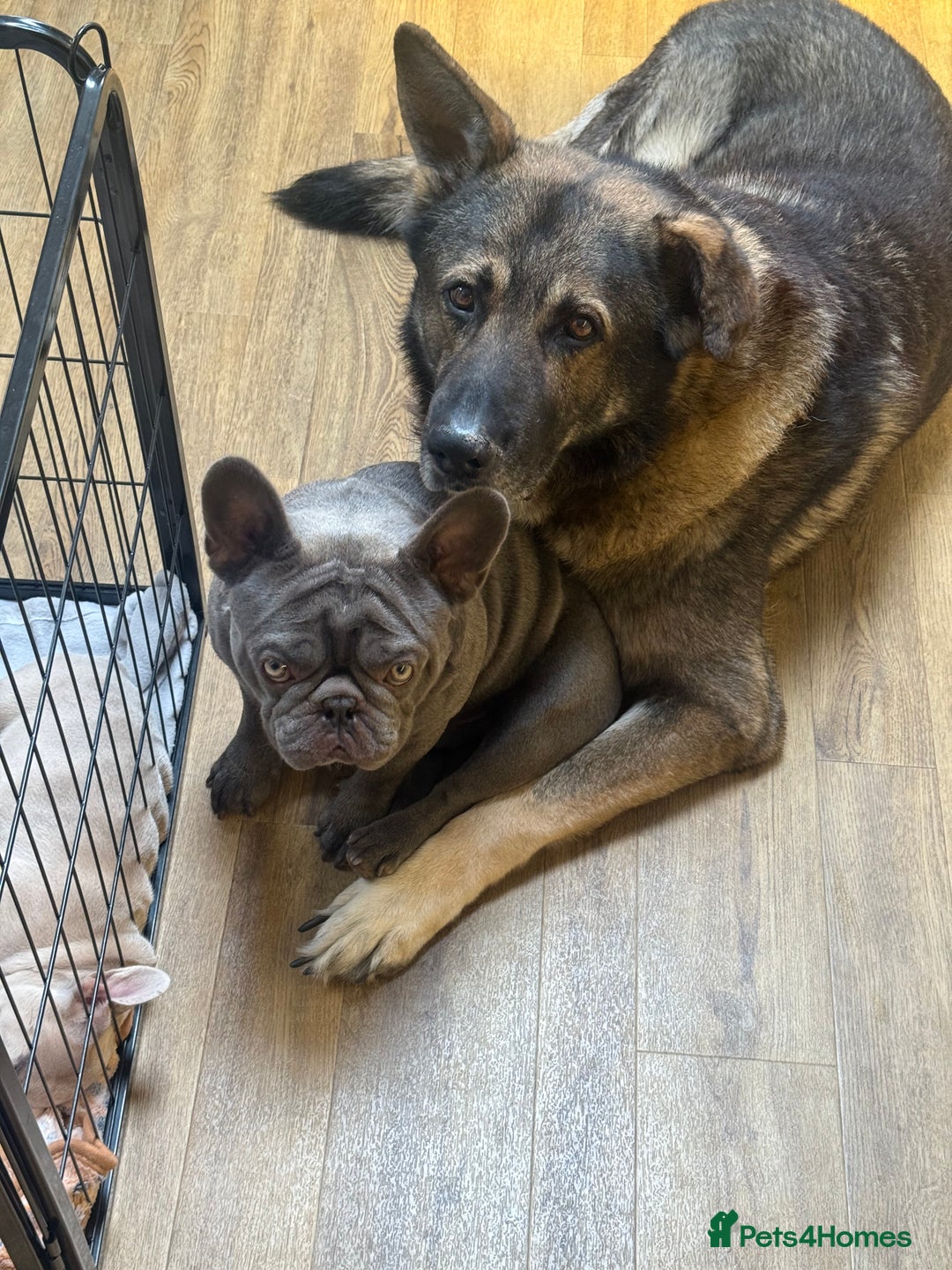 French Bulldog dogs for sale: French bulldog male  - Image 8