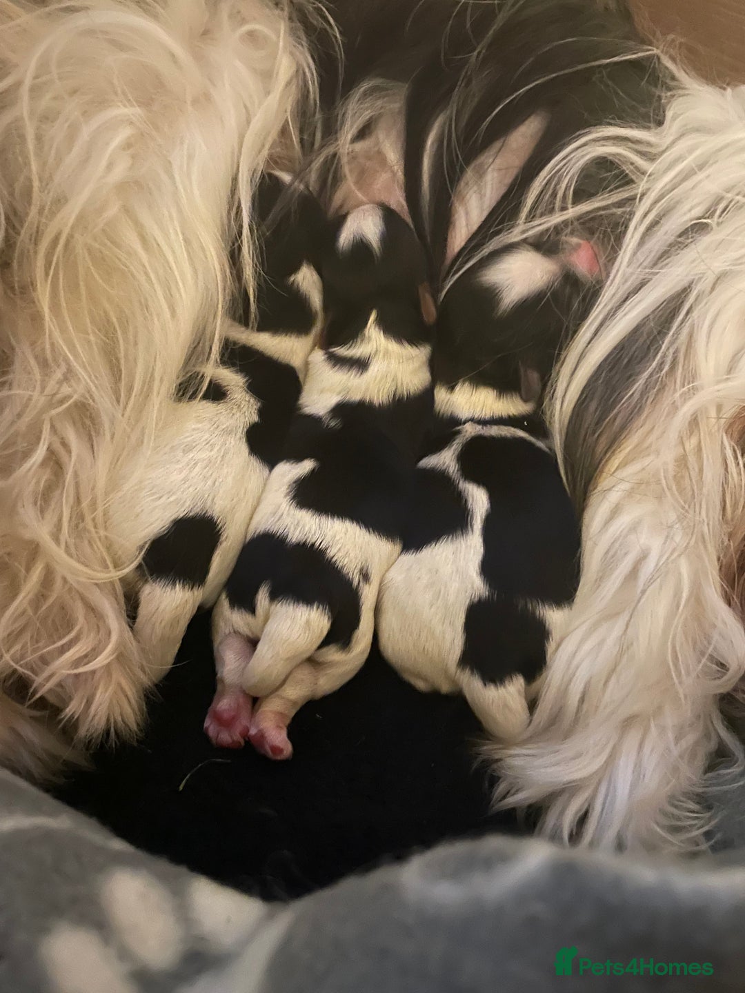 Biewer Terrier dogs for sale: Biewer Terrier Puppies - Advert 7