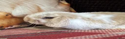 Mini Lop rabbits for sale: Super cute mini lop babies  in Llandysul - Advert 11