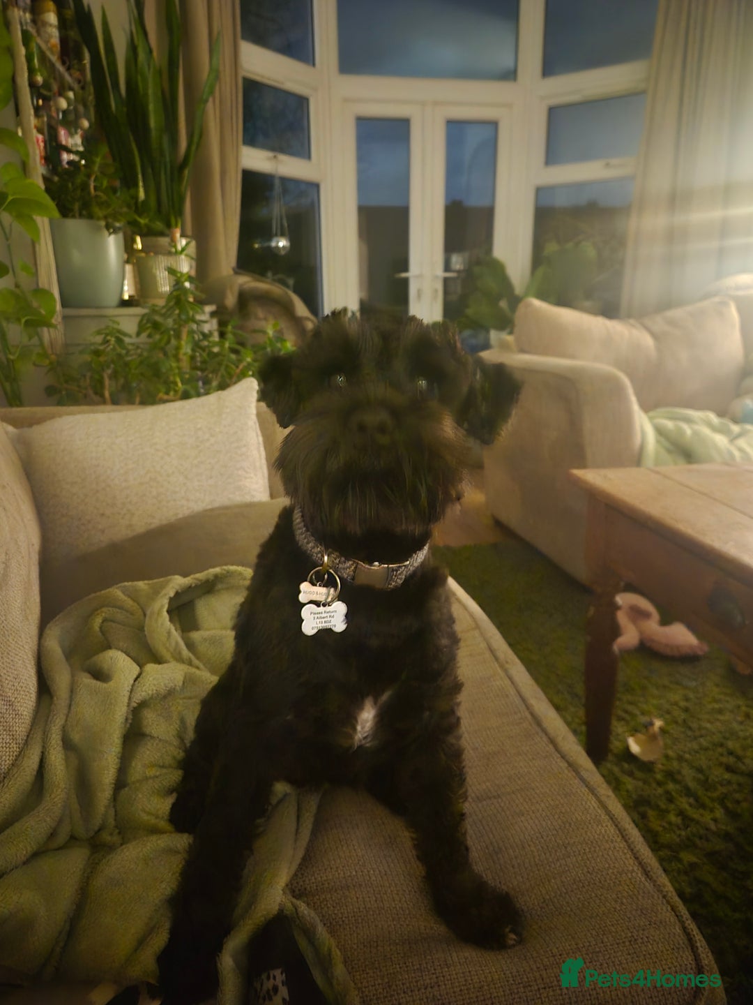 Miniature Schnauzer dogs for stud: Black Miniature schnauzer looking for girlfirend - Advert 4
