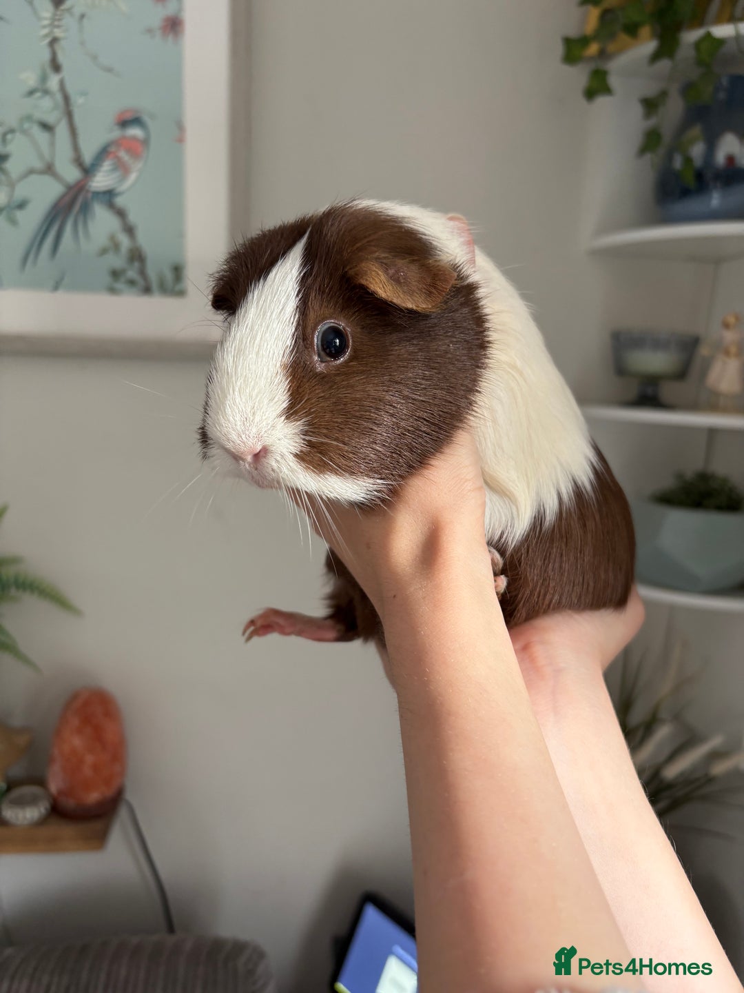 Guinea Pig rodents for sale: RESERVED! - Image 3