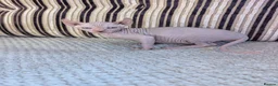 Sphynx cats for sale: Ready for reservation  - Advert 11