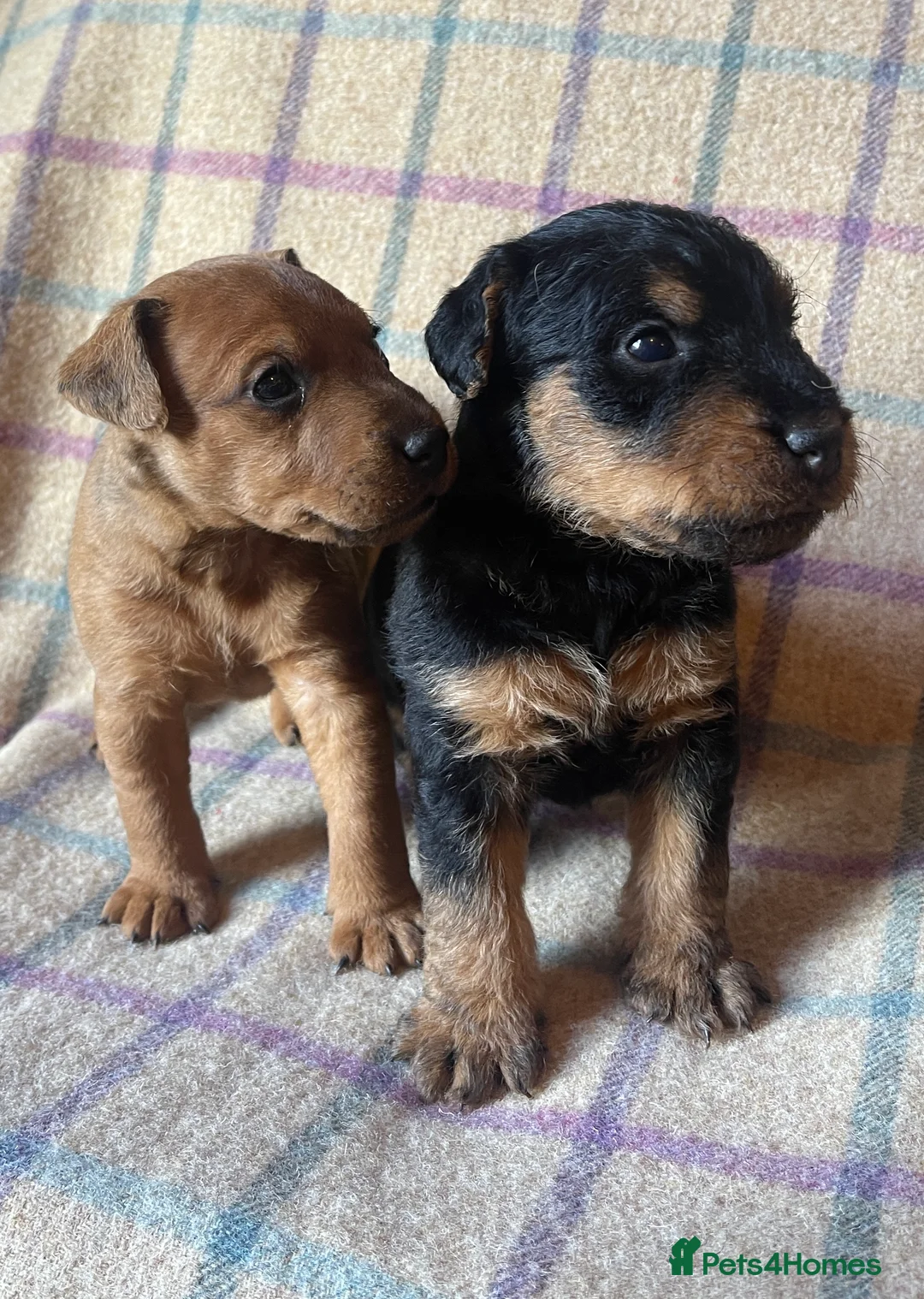 Lakeland Terrier dogs for stud: Proven Red Lakeland Terrier Stud in Builth Wells - Advert 13