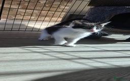 Mixed Breed cats for sale: 7 beautiful babies, 2 black/white are polydactyl  - Image 3